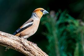 Kernbeißer im Wald am Lemelerberg von Merijn Loch
