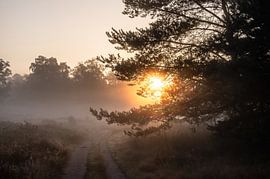 Wolfhezerheide Teil 89 von Tania Perneel