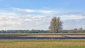 Peat landscape Utrecht