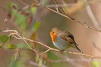 E. rubecula