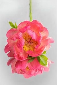Nature morte Pivoine