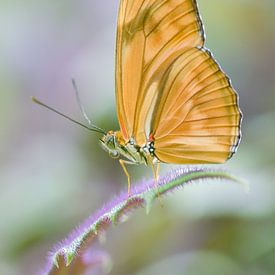 Schmetterling in Pastell von Marleen Baas