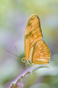 Vlinder in pastel van Marleen Baas