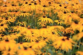 yellow von René van Proosdij