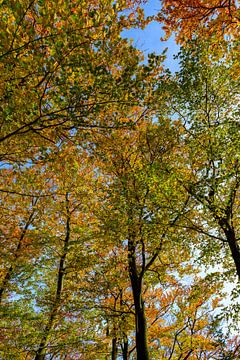 Forêt d'automne vue de haut sur Sjoerd van der Wal