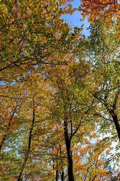 Forêt d'automne vue de haut par Sjoerd van der Wal Photographie