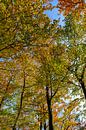 Forêt d'automne vue de haut par Sjoerd van der Wal Photographie Aperçu