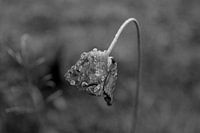 Larmes de fleur