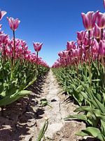 Pink perspective with personality