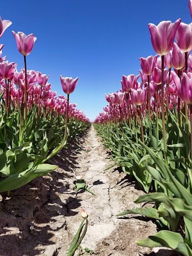 Pink perspective with personality