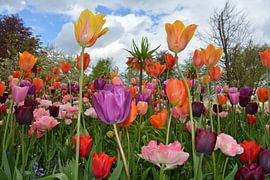 Tulpen van Anita van der Wiel