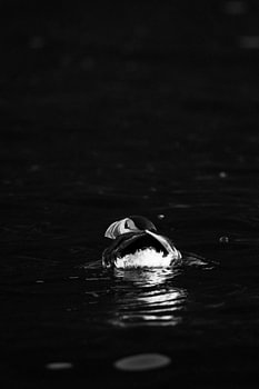 Macareux noir et blanc