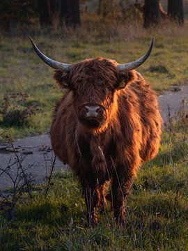 Goldener Großer Grazer