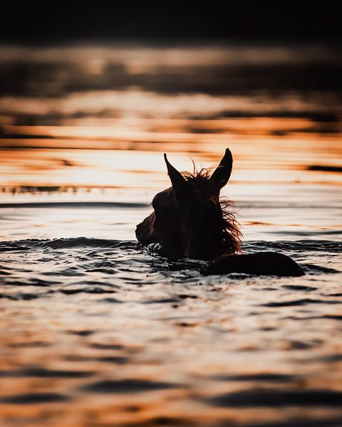 Fohlen im Wasser von Mandy Roeting