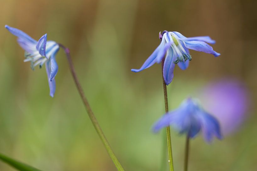 Scilla siberica van Michel Vedder Photography