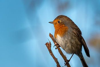 Robins: Morning look and colour