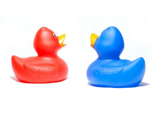 Two talking ducks on the wall!