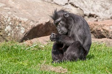 Macaque teinté : Zoo de Blijdorp sur Loek Lobel