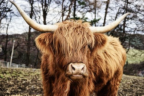 Schotse hooglander