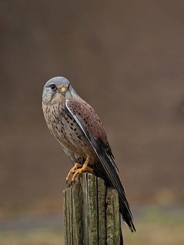 Torenvalk