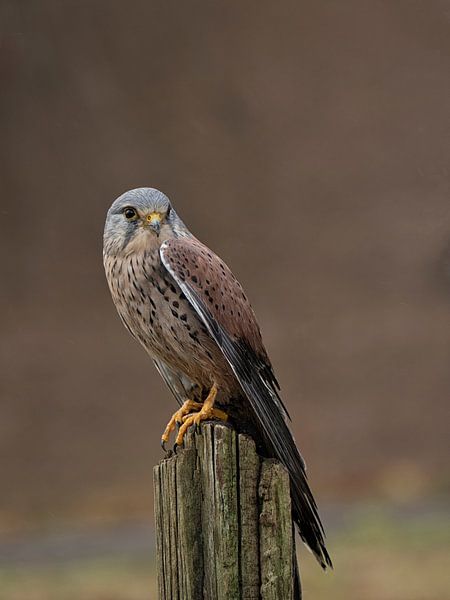 Torenvalk von Esther Bakker-van Aalderen