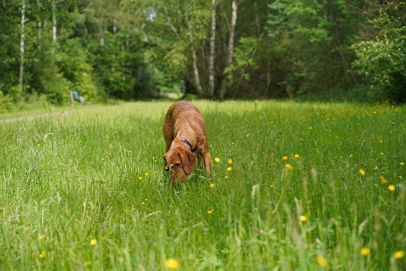On the meadow with a brown Magyar Vizsla wirehair. by Babetts Bildergalerie