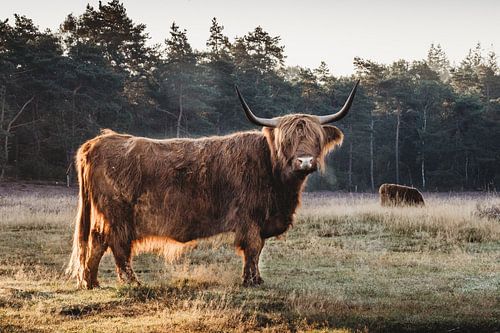 Schotse hooglander op de Wezepsche heide.