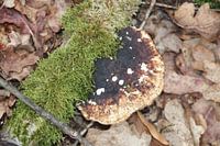 Pilz im Wald 2