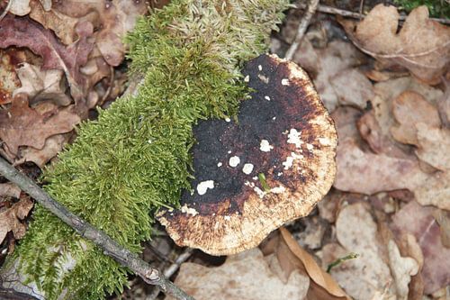 Paddenstoel in bos 2