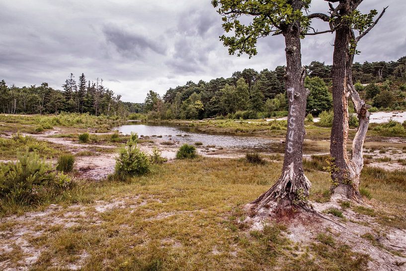 Roode Beek @ Brunssummerheide by Rob Boon