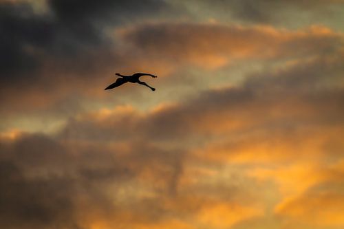 Löffler gegen Abendhimmel von Teus Oosterwijk