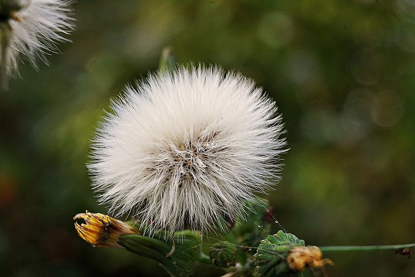 horse fluff by joyce kool