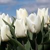 closeup of white tulips in a tulip field on a sunny day by W J Kok