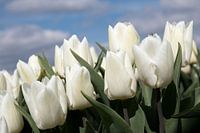 Nahaufnahme von weißen Tulpen in einem Tulpenfeld an einem sonnigen Tag