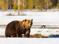 Ours dans la neige finlandaise