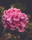 Fading colours of hydrangea by Pensierino by Barbara thumbnail