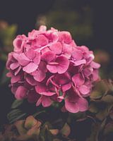 Fading colours of hydrangea