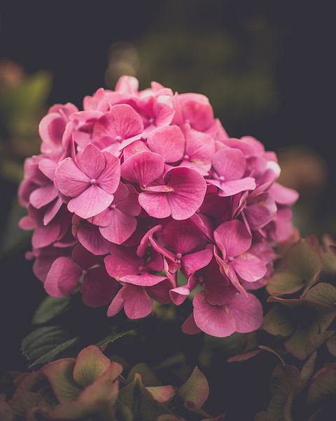Fading colours of hydrangea by Pensierino by Barbara