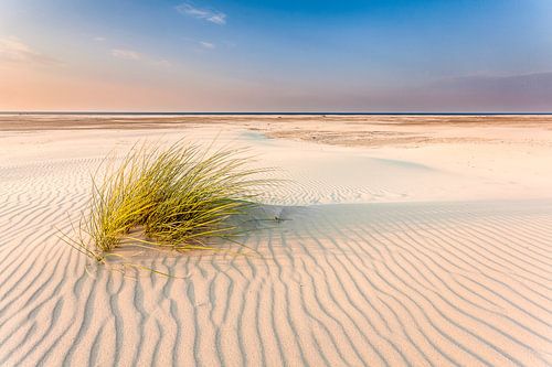 Strandhafer im Abendlicht