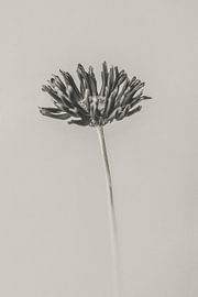 Minimal Gerbera in Black & White