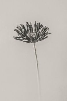 Gerbera minimaliste en noir et bl & 