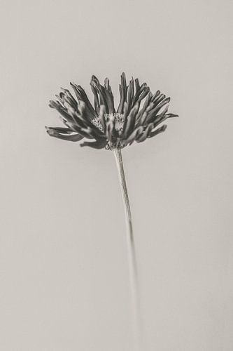 Gerbera minimaliste en noir et bl & 