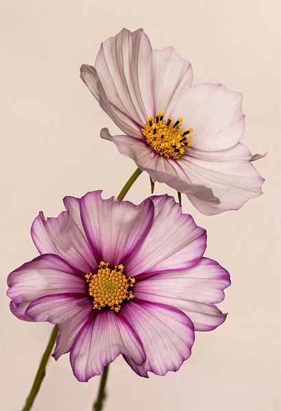 Wild flower by Marga Vroom