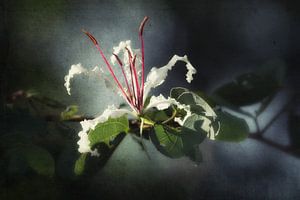 Witte bloem met rode meeldraden sur Awesome Wonder