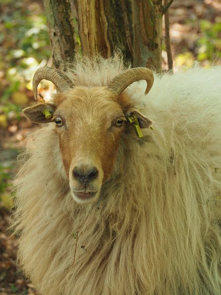 Sheep by Marieke