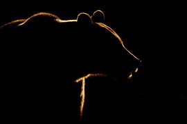 Silhouette Brown bear by Sam Mannaerts
