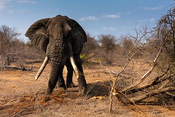 Elephant with big tuskers by Caroline Piek