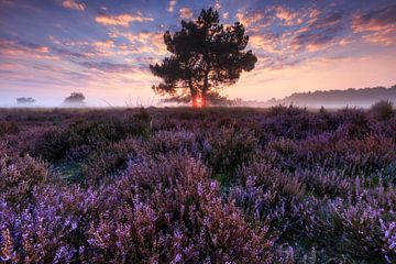 Sunrise on the moors by Sven Broeckx