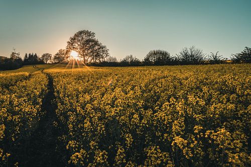 Sunset over the rape field