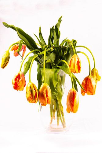 Stilleven van Franse tulpen in glazen vaas